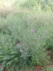 Cirsium vulgare