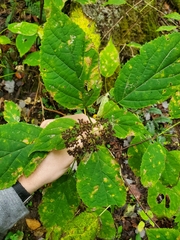 Aspilanta hydrangaeella