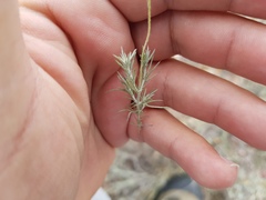 Thymophylla setifolia