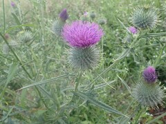 Cirsium vulgare