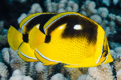 Chaetodon quadrimaculatus