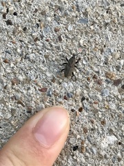 Sphenophorus coesifrons