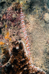 Aulostomus chinensis