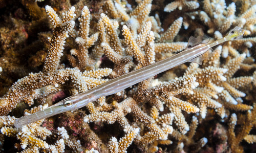 Trumpetfish