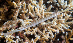 Aulostomus chinensis