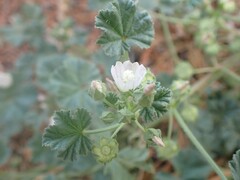 Malva neglecta