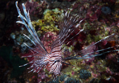 Pterois miles