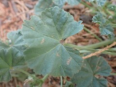 Malva neglecta