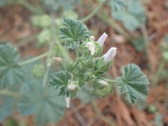 Malva neglecta