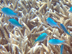 Chromis atripectoralis