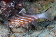 Cheilodipterus intermedius