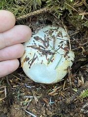Russula brevipes acrior