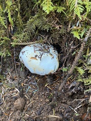 Russula brevipes acrior