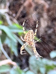 Araneus diadematus