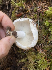 Russula brevipes acrior