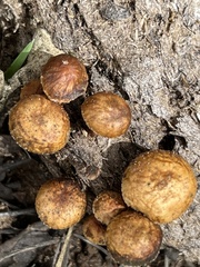 Deconica