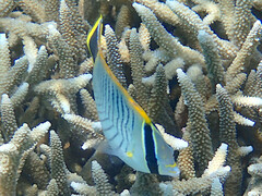 Chaetodon trifascialis