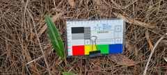 Cryptostylis