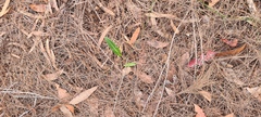 Cryptostylis
