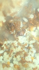 Wasmannia auropunctata