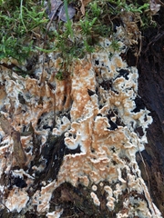 Serpula himantioides