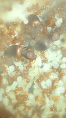 Wasmannia auropunctata