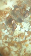 Wasmannia auropunctata