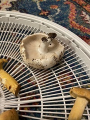 Russula brevipes acrior