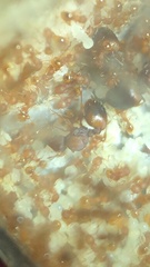 Wasmannia auropunctata