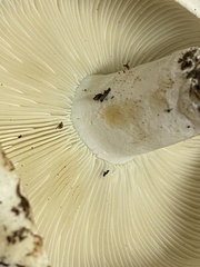 Russula brevipes acrior