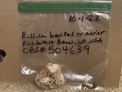 Russula brevipes acrior