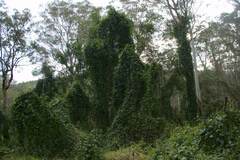 Passiflora herbertiana