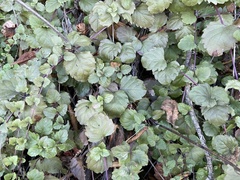 Clinopodium douglasii