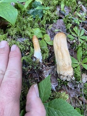 Trichoderma nybergianum