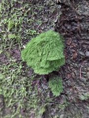 Coenogonium implexum