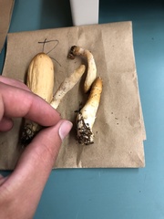 Trichoderma nybergianum