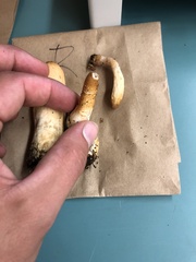 Trichoderma nybergianum