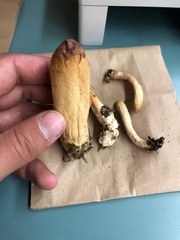 Trichoderma nybergianum