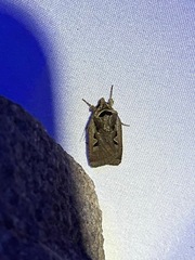 Parabagrotis