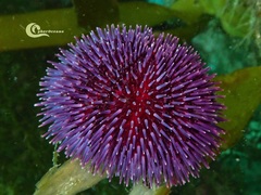 Sphaerechinus granularis