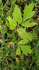 Actaea racemosa