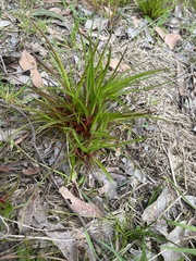 Juncus planifolius