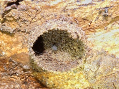 Quindina albomarginis