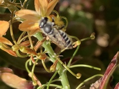 Megachile rotundata