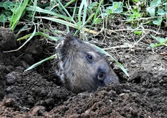 Thomomys bulbivorus