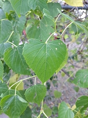 Ampelopsis cordata