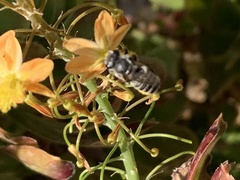 Megachile rotundata