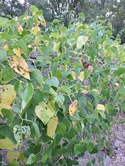 Ampelopsis cordata