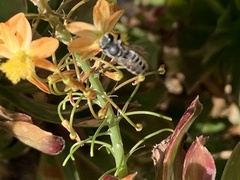Megachile rotundata