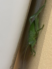 Pseudophyllanax imperialis